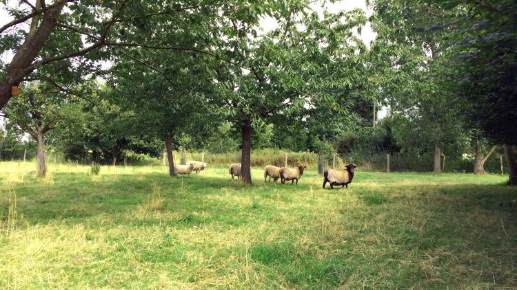 Lenßenhof Galerie 3