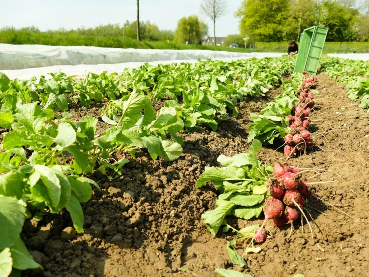 Radieschen Feld